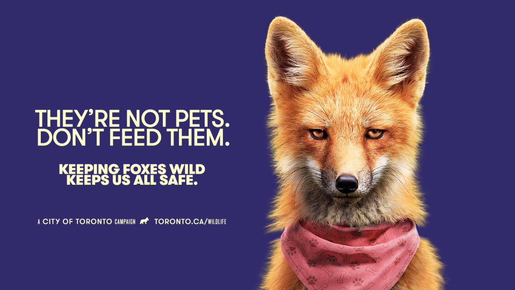 They're not pets. Don't feed them. Keeping foxes wild keeps us all safe. A fox in a pink bandana around its neck.